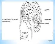 Cancers in Children PowerPoint Presentation