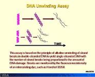Radiation Targets 1: DNA Chromosome and Chromatid Damage and Repair PowerPoint Presentation