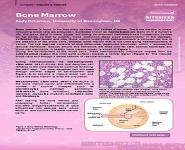 Bone Marrow PowerPoint Presentation Notes