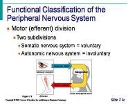 The Nervous System PowerPoint Presentation Notes
