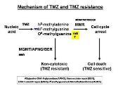Temozolomide resistance in glioblastoma multiforme (GBM)