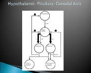 Investigations to evaluate Infertility PowerPoint Presentation