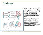 AHD Fundamental Neurosceience PowerPoint Presentation