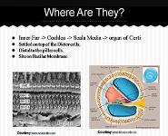 Outer Hair Cells PowerPoint Presentation
