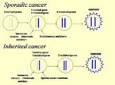 Cancer Genetics for Primary Care