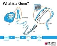 Genetics: For this Generation and the Next PowerPoint Presentation Notes