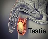 Testis PowerPoint Presentation