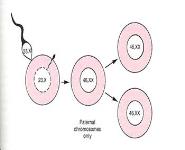 Hydatidiform Mole PowerPoint Presentation Notes