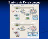 Alport Syndrome PowerPoint Presentation