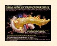 Acute Pancreatitis PowerPoint Presentation