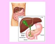 Pancreas and diabetes PowerPoint Presentation Notes