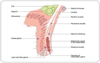 Disorders of Lid medical presentation