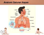 Acute Respiratory Infections PowerPoint Presentation
