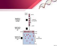 Proteomics PowerPoint Presentation