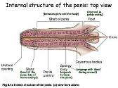 Male Sexual Anatomy and Physiology