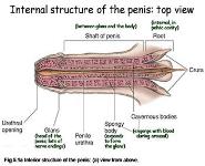 Male Sexual Anatomy and Physiology PowerPoint Presentation