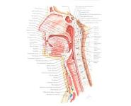 Nasopharyngeal Carcinoma PowerPoint Presentation Notes