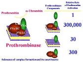 Blood coagulation and fibrinolysis