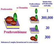 Blood coagulation and fibrinolysis PowerPoint Presentation Notes