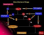 Oral Direct Thrombin Inhibitors PowerPoint Presentation