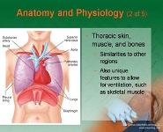 Chest Injuries PowerPoint Presentation