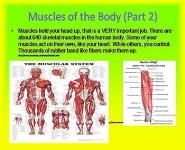 My Body PowerPoint Presentation