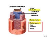 Blood Vessels and Circulation PowerPoint Presentation