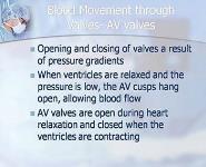 Blood Flow Through the Heart PowerPoint Presentation Notes