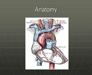 Thoracic Great Vessel Injuries PowerPoint Presentation