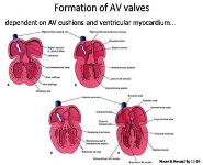 Cardiovascular Development PowerPoint Presentation Notes