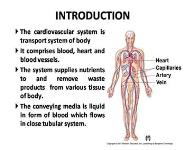 Introduction to the Human Cardiovascular System PowerPoint Presentation