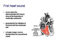 Heart Sounds and Murmurs PowerPoint Presentation Notes