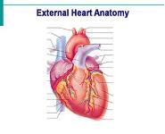 The Cardiovascular System PowerPoint Presentation Notes