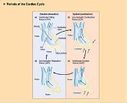 Mechanical and Electrical Events of the Cardiac Cycle PowerPoint Presentation