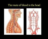 How does blood flow inform us about brain function PowerPoint Presentation Notes