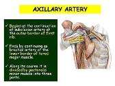 Major Arteries of Upper Limb
