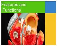 Circulatory system - Transporting gases nutrients wastes and hormones PowerPoint Presentation
