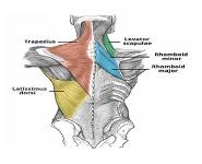 Scapular Region PowerPoint Presentation Notes