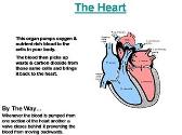 The Circulatory System