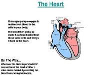The Circulatory System PowerPoint Presentation