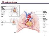 The Cardiovascular System: The Heart