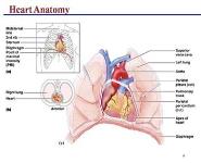The Cardiovascular System: The Heart PowerPoint Presentation