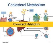 Cholesterol Metabolism PowerPoint Presentation