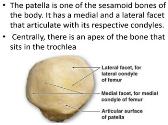 Knee Anatomy