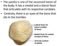 Knee Anatomy PowerPoint Presentation