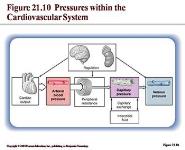 Blood Vessels and Circulation PowerPoint Presentation