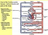 Cardiovascular System and Blood Pressure