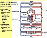 Cardiovascular System and Blood Pressure PowerPoint Presentation