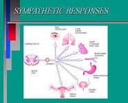 Autonomic Nervous System PowerPoint Presentation Notes