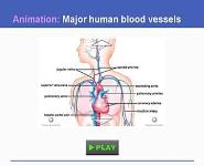 Circulation: The Heart and Blood Vessels PowerPoint Presentation Notes